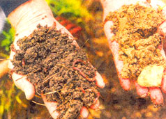 Worm soil (left) boasts all of the nutrients plants need, obviating traditional soil amendments.